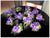 Purple Orchid Corsage - WED0241