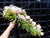 Cascade Bridal Bouquet  - WED0268